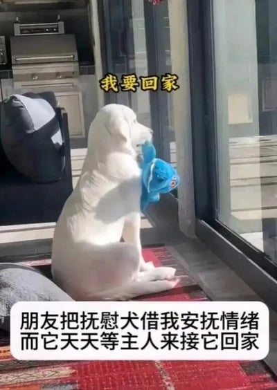 这是一张文字加注的实拍单图，画面主体是一只白色的抚慰犬，它坐在室内靠近玻璃门的位置，怀里抱着一个蓝色的毛绒玩偶，扭头看向门外的方向，神情显得落寞又带着期盼。图的上方配有黄色的文字“我要回家”，图片下方的白色框内有一段说明文字：“朋友把抚慰犬借我安抚情绪而它天天等主人来接它回家”。原本是被借来安抚“我”情绪的狗狗，却因为想念原主人而一心盼着回家，形成了既让人哭笑不得又暖心的反差感，展现出宠物对主人的依赖与眷恋。