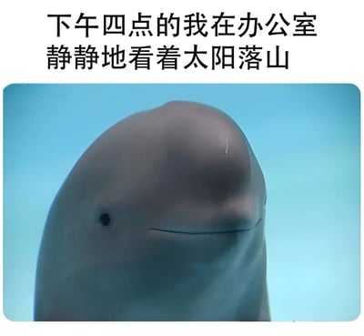 图片上方配有文字“下午四点的我在办公室静静地看着太阳落山”，下方是一张白鲸的特写照片。白鲸表情平静，眼神似乎凝视着远方，与文字内容形成幽默对比，暗喻打工人在下午四点时渴望下班、向往自由的心情。