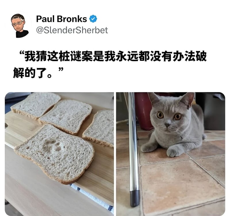 灰色英短猫