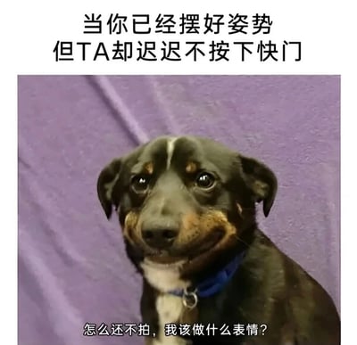 这是一张拟人化的搞笑表情包，上方配文“当你已经摆好姿势但TA却迟迟不按下快门”，图中主体是一只戴着蓝色项圈的黑棕白三色狗狗，它端正坐着，摆好了拍照的姿势，但表情僵硬尴尬，嘴角勉强上扬，眼神里满是迷茫与无措，仿佛在纠结该如何维持表情；下方配文“怎么还不拍，我该做什么表情？”，精准戳中了人们在拍照时摆好姿势却迟迟等不到快门按下，陷入表情管理困境的尴尬心态，通过狗狗的拟人化表情引发大众共鸣，趣味十足。