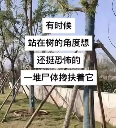图片展示了一片公园中的树木，树干周围有木质支撑桩（用于固定树木）。画面中央叠加了四行白色背景黑色文字：“有时候 站在树的角度想 还挺恐怖的 一堆尸体搀扶着它”。通过拟人化的脑洞，将树木的支撑桩幽默地曲解为“尸体”，以黑色幽默的方式调侃日常场景，营造出荒诞又搞笑的效果。