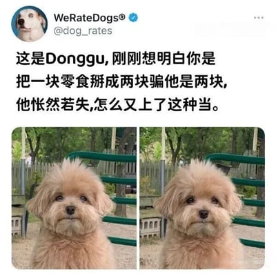 这是一张来自Twitter账号WeRateDogs® (@dog_rates)的社交媒体截图，内容是关于一只名叫Donggu的狗狗。图中文字描述Donggu刚刚意识到自己被人类用“把一块零食掰成两块假装是两块”的方式欺骗，露出了怅然若失的表情，仿佛在想“怎么又上了这种当”。截图下方是两张左右并排的Donggu照片，狗狗有着蓬松的浅棕色毛发，正直视前方，两张照片表情细微变化，生动展现了它发现被骗后的失落反应。