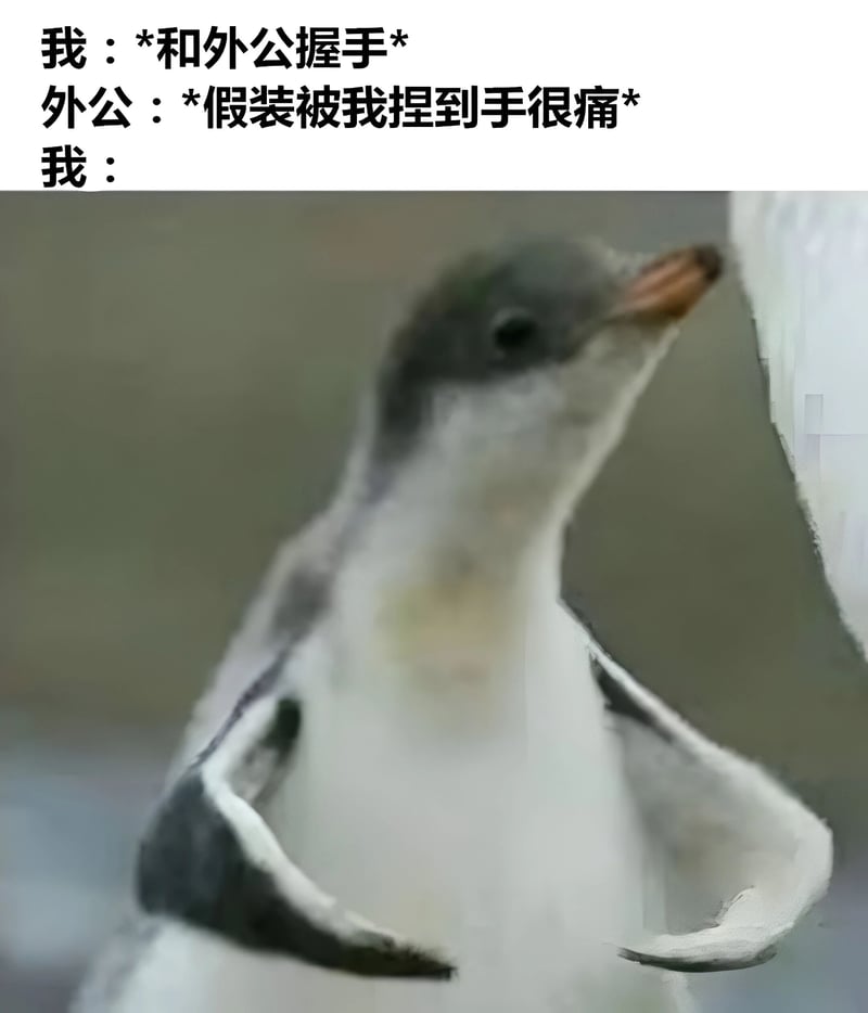 企鹅幼崽