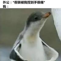 企鹅幼崽