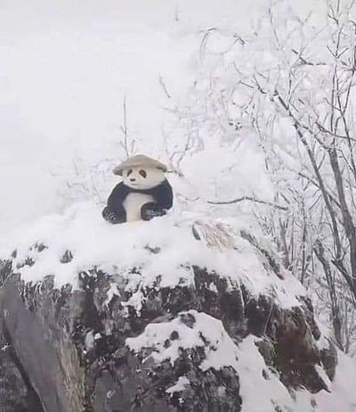 这是一张创意合成的静态图，画面呈现冬日雪地场景，岩石与周边枯枝都被厚雪覆盖，一只熊猫端坐于积雪的岩石顶端，头上戴着一顶中式斗笠。熊猫的黑白毛色和棕色斗笠、洁白雪地形成鲜明视觉反差，营造出类似武侠侠客隐居雪山的趣味感，整体氛围治愈又充满反差萌。