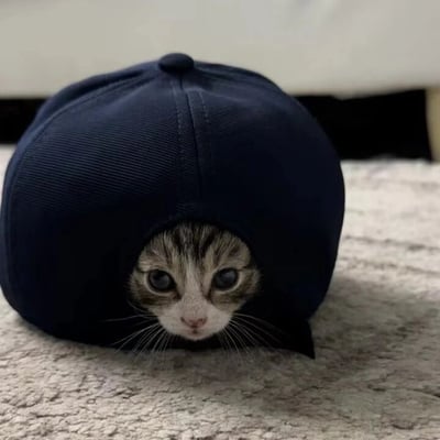 一只可爱的小猫咪把整个头钻进了一顶深蓝色的棒球帽里，只露出两只又大又圆的蓝色眼睛和小小的鼻子嘴巴。猫咪的表情看起来既好奇又有点无辜，胡须清晰可见。背景是浅色的地毯和模糊的家具，整个画面充满了萌感和治愈系氛围。
