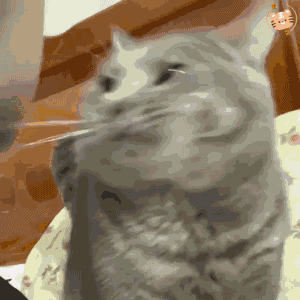 这是一段动态GIF素材，画面中一只灰色的猫咪被一只手捏住脸颊，脸部被挤得变形，猫咪眼神流露着无奈又委屈的情绪，整体画面滑稽搞笑，非常适合用作表达被迫接受、窘迫无奈又带点好笑情绪的表情包。