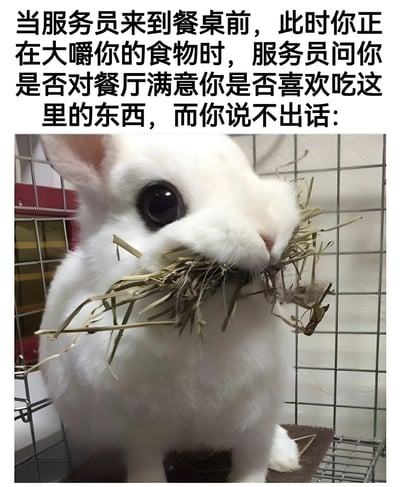 图片上方为文字描述场景：'当服务员来到餐桌前，此时你正在大嚼你的食物时，服务员问你是否对餐厅满意你是否喜欢吃这里的东西，而你说不出话：'，下方是一张白色兔子的照片。兔子嘴巴里塞满了干草，眼睛圆睁，表情显得有些无辜又无奈，形象地模拟了人们在餐厅用餐时被服务员突然询问满意度、但嘴里塞满食物无法回答的尴尬场景，整体通过动物行为与人类情境的类比制造幽默效果。