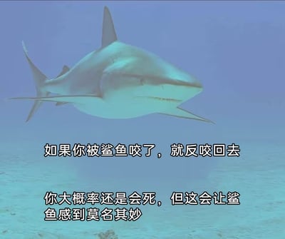 图片展示了一条在蓝色海水中游动的鲨鱼，其身体呈灰蓝色，鳍部尖锐，嘴巴微张露出牙齿，背景为渐变的深海色调。画面下方配有两行黑色文字：“如果你被鲨鱼咬了，就反咬回去 你大概率还是会死，但这会让鲨鱼感到莫名其妙”。通过荒诞的“反咬鲨鱼”建议制造笑点，核心在于用无厘头的解决方案应对致命危险，形成强烈的反差萌效果。