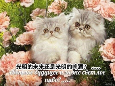 图片中两只毛茸茸的灰色波斯猫依偎在粉色康乃馨花丛中，它们睁着圆溜溜的大眼睛，表情呆萌地向上仰望。图片下方叠加了文字“光明的未来还是光明的啤酒？……”，并配有对应的俄语翻译“светлое будущее или тоже светлое пиво? ……”。这里运用了谐音梗，“光明”既可以指“光明的未来”这一抽象概念，也暗指“光明啤酒”这一品牌，通过猫咪的可爱形象与略带哲学性的文字形成反差萌，营造出幽默调侃的氛围。