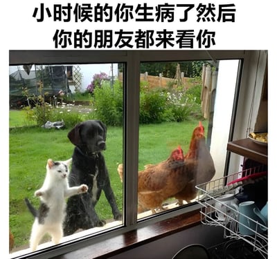图片展示了从室内透过窗户向外看的场景，窗外的绿色草坪上聚集着几只动物：一只黑色的狗、一只站立起来的黑白相间的猫，以及两只棕色的鸡，它们都隔着玻璃好奇地朝室内张望。图片上方配有文字“小时候的你生病了然后你的朋友都来看你”，通过将动物们集体探望的可爱画面，幽默地类比了童年时期生病时朋友们纷纷前来关心的热闹情景，充满怀旧感和趣味性。