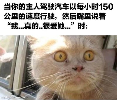 图片上方文字描述了一个场景：主人驾驶汽车以150公里/小时的速度行驶，同时喃喃自语“我...真的...很爱她...”。下方是一张猫咪的特写照片，猫咪双眼圆睁，瞳孔放大，眼神中充满惊恐，似乎因高速行驶而感到害怕。整体通过猫咪的真实反应与主人的情感表达形成幽默对比，展现了宠物在特殊情境下的可爱状态。
