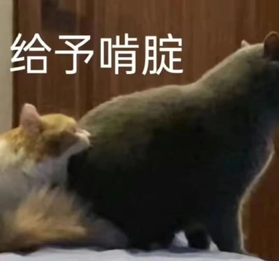 图片中一只橘色小猫正咬着一只灰色大猫的背部，上方配有文字"给予啃腚"。这是一个谐音梗，"啃腚"发音与"肯定"相同，但字面意思是"咬屁股"，通过小猫咬大猫背部的可爱动作与文字结合，形成幽默效果。