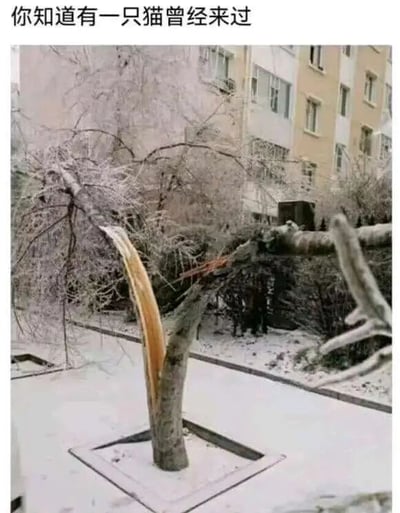 冬季雪后的居民小区场景，地面和树枝覆盖着白雪，背景可见多层居民楼。画面中央一棵树木的主枝干断裂，断裂处露出的黄褐色木质部分与周围积雪的白色形成鲜明对比，其形状恰好勾勒出一只猫的轮廓，仿佛一只猫正从树枝间穿过或停留过的痕迹。图片顶部配有文字‘你知道有一只猫曾经来过’，为这一自然形成的趣味景象增添了拟人化的想象和温馨感。