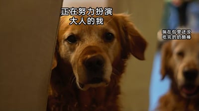 这是一张用金毛犬形象创作的趣味梗图，通过两只金毛的不同状态和配文，生动展现了成年人的矛盾状态。左侧的金毛犬扒着物体探出头，表情委屈又疲惫，上方配文“正在努力扮演大人的我”，对应着成年人在生活、工作中需要收起稚气，强迫自己成熟稳重，承担起各种责任的状态；右侧的金毛犬形象模糊，看起来雀跃，配文“揣在包里还没吃完的奶酪棒”，象征着成年人内心深处没有被磨灭的童真与小喜好，是藏在成熟外壳下的柔软执念。整幅图用宠物的形象做比喻，用细腻的反差感戳中了众多打工人的内心，引发情感共鸣。