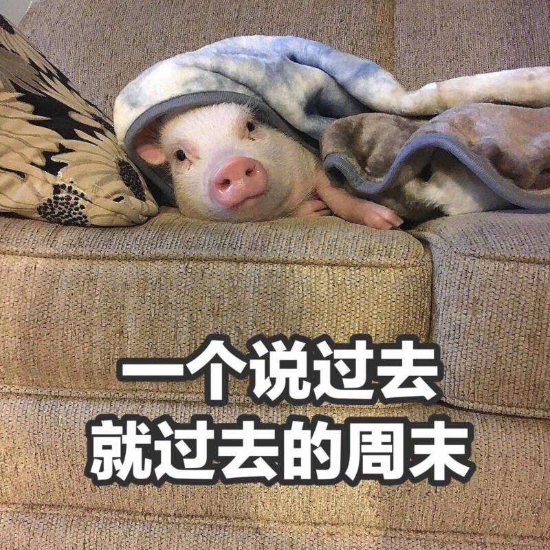 裹着毯子的小猪与飞逝的周末
