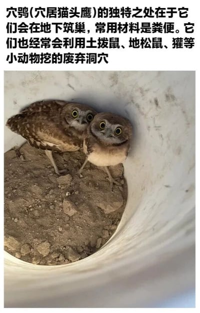 图片上方为关于穴鸮的科普文字，介绍它们会在地下筑巢，常用粪便作为材料，并利用土拨鼠、地松鼠、獾等小动物的废弃洞穴。图片主体展示了两只穴鸮幼鸟，它们有着圆圆的黄色大眼睛和棕色羽毛，正依偎在一个类似管道的圆柱形空间底部，周围是泥土和小石块，显得十分可爱。