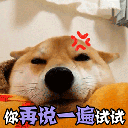 柴犬生气警告：你再说一遍试试