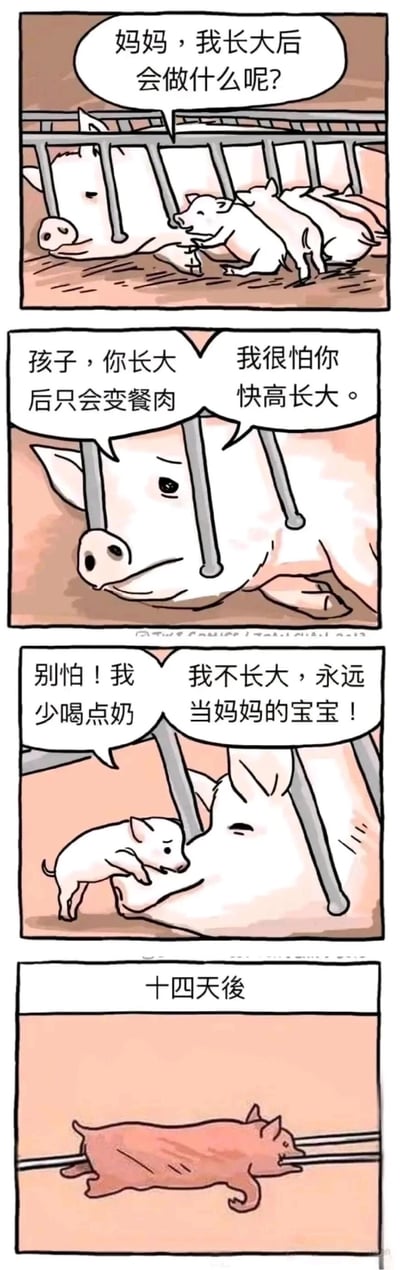 这是一则四格连环卡通漫画，以肉猪母子的对话展开故事：第一格中，正在猪妈妈身边喝奶的小猪抬头疑惑地询问妈妈“我长大后会做什么呢？”；第二格中，猪妈妈面露忧虑与难过，告诉小猪“孩子，你长大后只会变餐肉”，同时无奈地说“我很怕你快高长大。”；第三格中，小猪认真又坚定地对妈妈表示“别怕！我少喝点奶”“我不长大，永远当妈妈的宝宝！”，试图用自己的方式留在妈妈身边；第四格标注“十四天後”，画面呈现出一块被压扁的午餐肉，揭示了小猪即便想要停止长大，也没能逃脱变成餐肉的既定命运，用温馨的母子对话与残酷的现实结局形成强烈反差，充满黑色幽默的同时也凸显了肉猪无法改变的宿命。