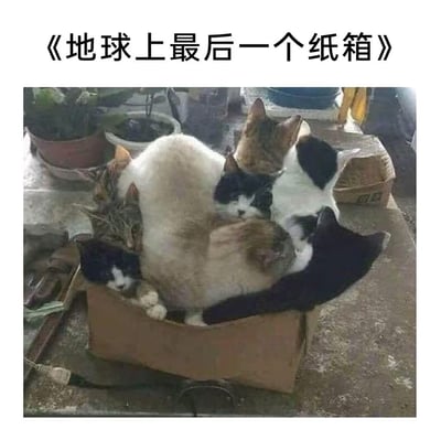 一张幽默的猫咪照片，画面中5-6只不同花色的猫咪挤在一个普通的纸箱里，空间狭小却仍努力占据位置，仿佛这个纸箱是它们的珍宝。图片上方配有标题《地球上最后一个纸箱》，夸张地表现出猫咪对纸箱的痴迷天性。背景中可见几盆绿植和杂物，营造出居家的随意生活氛围，整体风格轻松有趣，突出宠物的可爱与纸箱对猫咪的特殊吸引力。