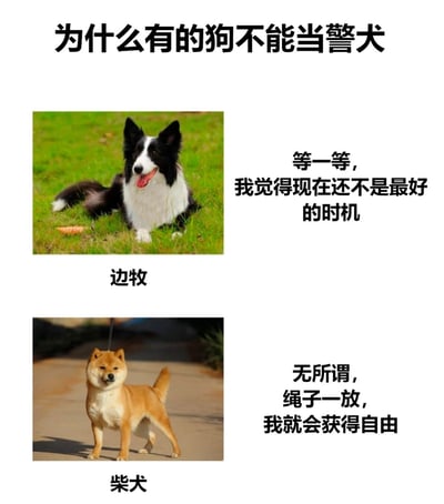 图片以“为什么有的狗不能当警犬”为主题，分为上下两部分。上部分是一只边牧趴在绿色草地上，吐着舌头，表情开心，旁边配文“等一等，我觉得现在还不是最好的时机”；下部分是一只柴犬站立在小路上，表情淡定，配文“无所谓，绳子一放，我就会获得自由”。通过拟人化的文字幽默展现了边牧可能因过于聪明而犹豫、柴犬因独立爱自由而不适合当警犬的趣味场景。
