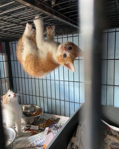 笼子内两只小奶猫上演可爱一幕：一只橘白相间的小猫四肢紧抓顶部栏杆，整个身体倒挂悬空，圆溜溜的眼睛好奇地向上看；另一只白底小猫则乖巧坐在笼底，仰着头专注地望着倒挂的同伴。笼底铺着报纸，放着金属食盆，里面残留些许猫粮，背景是浅蓝色的墙壁。画面充满童真与萌趣，展现了小猫活泼好动的天性。