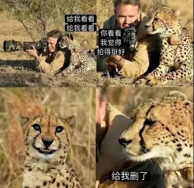 这是一张四格拼接的搞笑图文 meme。左上角：一位穿着卡其色衣服的摄影师趴在草地上，手持长焦相机，身旁依偎着一只猎豹，猎豹上方文字气泡写着“给我看看 给我看看”，仿佛在好奇地要求看照片。右上角：摄影师转头向猎豹展示相机屏幕，面带微笑，文字气泡为“你看看 我觉得拍得挺好”。左下角：猎豹面部特写，眼睛睁大，表情似乎有些微妙。右下角：猎豹侧脸特写，眼神严肃，下方文字气泡“给我删了”，形成拟人化的趣味互动，通过动物“不满照片”的反应制造幽默效果。