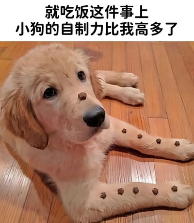 一只金毛幼犬趴在木地板上，脸上和前腿上整齐摆放着多颗狗粮零食，但小狗却表现出极强的自制力，没有立刻吃掉这些食物。图片上方配有文字'就吃饭这件事上 小狗的自制力比我高多了'，通过可爱的宠物形象与文字结合，幽默地对比了人类在面对美食时往往缺乏自制力的特点，引发共鸣和会心一笑。