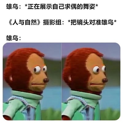 这是一张搞笑梗图，上方文字描述了雄鸟正在展示求偶舞姿，《人与自然》摄影组将镜头对准它，随后雄鸟的反应通过下方两张木偶角色的图片展现。两张图片中的木偶均为红棕色毛发，穿着绿色衣服，表情从平静转为惊讶和尴尬，形成反差萌，幽默地表现了雄鸟被拍摄时的不自然反应。