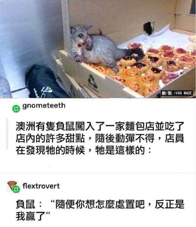 图片展示了一只澳洲负鼠闯入面包店后，趴在装满甜点的纸箱中动弹不得的场景。负鼠嘴角沾着食物残渣，周围散落着被咬过的果酱点心，表情显得十分满足。图片下方配有两条社交媒体评论：一条来自用户“gnometeeth”，解释负鼠闯入面包店狂吃甜点后无法移动的经过；另一条来自用户“flextrovert”，以负鼠的口吻幽默配文“随便你想怎么处置吧，反正是我赢了”，生动展现了负鼠“偷吃成功”后的得意姿态。