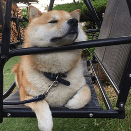柴犬只想静静表情包