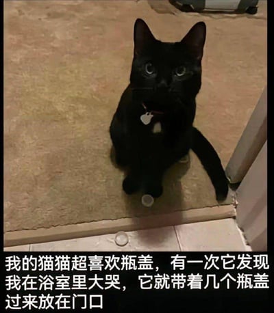 一只戴着红色项圈和身份牌的黑猫正坐在米色地毯上，前爪旁放着一个白色瓶盖。猫咪眼神好奇地直视镜头，表情呆萌可爱。图片下方配有文字讲述了一个暖心故事：主人在浴室大哭时，喜欢瓶盖的猫咪特意叼来几个瓶盖放在门口安慰主人，展现了宠物对主人的关心和独特的表达方式。