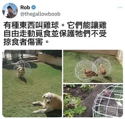 这是一张社交媒体截图，展示了一种名为"鸡球"的创意装置。图片上方是用户Rob (@thegallowboob) 的帖子，内容为："有种东西叫雞球。它們能讓雞自由走動覓食並保護牠們不受掠食者傷害。" 下方包含三张照片：左侧照片显示一只鸡在金属球内，旁边有一只金毛犬趴在草地上；右上角照片展示两只鸡各自在金属球内活动；右下角照片是鸡在金属球内的特写。这些金属球似乎是一种保护装置，让鸡可以安全地在户外活动。