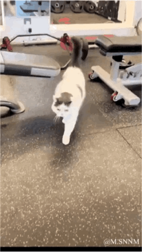 这是一段GIF动态图，画面中一只白棕相间的猫咪在健身房的地面上，模仿人类直立走路的姿势迈步向前，背景可见杠铃、健身凳等健身器材，猫咪的姿势滑稽可爱，充满趣味性，让人忍俊不禁。