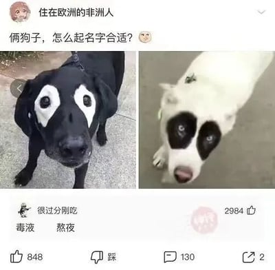 社交媒体截图中，用户“住在欧洲的非洲人”发布了两只狗狗的照片并求助“俩狗子，怎么起名字合适？”。左侧是一只黑色狗狗，眼部有对称的白色斑块；右侧是一只白色狗狗，眼部有对称的黑色斑块，两只狗狗的面部花纹形成有趣对比。评论区有用户“很过分刚吃”留言建议“毒液”和“熬夜”，结合了狗狗的毛色特征进行联想，整体氛围轻松搞笑。