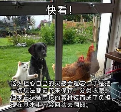 这是一张由实拍动物照片改编的文字加注梗图，画面中窗边的白猫咪抬着爪子，仿佛在兴奋地指着窗边的两只鸡，旁边的黑色狗狗平静地站在窗外看向室内，上方配文“快看！”，下方的长文字则吐槽了创作者群体的普遍困境：为了防止灵感遗忘而囤积大量素材，分类保存后却再也不会翻阅，这些囤积的素材反而成为了负担。用动物围观的生动画面，将创作者的这种无奈又真实的日常具象化，搞笑又容易引发共鸣。