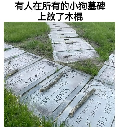 图片展示了一片长满青草的宠物墓地，整齐排列着多块小型墓碑，碑上刻有小狗的名字（如“BUNNY”“SPARKY”“SANDY”等）和生卒年份。每块墓碑上都放置着一根木棍，形成温馨而统一的纪念场景。图片上方配有文字“有人在所有的小狗墓碑上放了木棍”，直观说明了这一充满爱心的行为，传递出对逝去宠物的怀念与关怀，整体氛围温暖治愈。