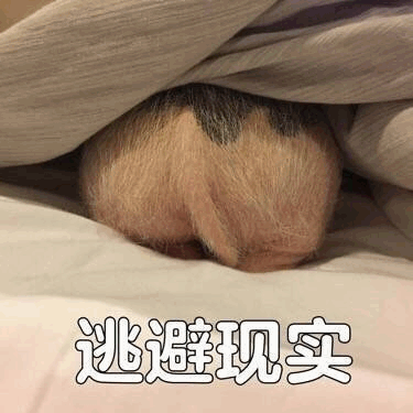 小猪埋脸躲被窝逃避现实