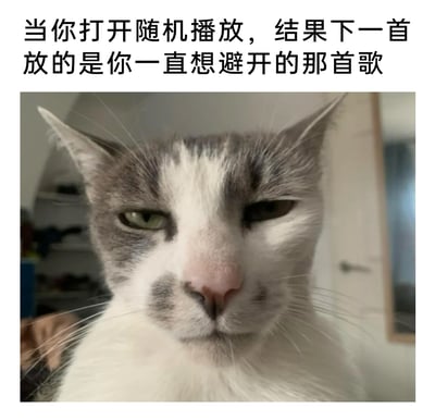 这是一张极具共鸣感的日常吐槽表情包，上方配有文字“当你打开随机播放，结果下一首放的是你一直想避开的那首歌”，下方是一只灰白相间的实拍猫咪，它半眯着双眼，眼神中满是嫌弃、无奈与不耐烦，完美还原了人们在使用音乐软件随机播放时，意外听到自己刻意避开的歌曲时的糟糕心情，用动物的真实表情精准传递出那种无语又烦躁的情绪，很容易让有类似经历的人产生共鸣。