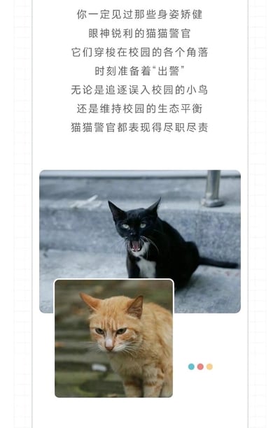 这是一组拟人化趣味图文，将校园里的流浪猫称作“猫猫警官”，文案描述它们身姿矫健、眼神锐利，穿梭在校园各处，追逐误入的小鸟、维持校园生态平衡，像尽职的警官一样时刻准备“出警”。搭配的两张实拍图中，一只黑白流浪猫张着嘴坐在台阶上，表情凶悍，仿佛在低吼；一只橘色流浪猫眉头紧皱，表情严肃，完美契合“猫猫警官”的拟人设定，充满趣味。