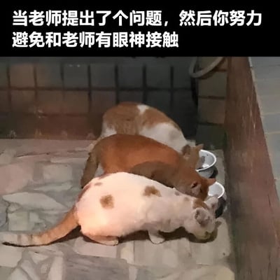 图片上方配有文字'当老师提出了个问题，然后你努力避免和老师有眼神接触'，下方是三只猫咪低头专注进食的场景。猫咪们全部低着头，将注意力集中在食物上，生动形象地类比了学生在课堂上被老师提问时，努力低头避免与老师眼神接触的窘迫又搞笑的状态，引发共鸣。