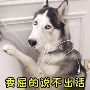 委屈到说不出话的哈士奇被耳机线缠住啦