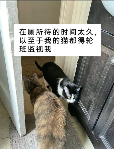 这张静态图片呈现了一个充满趣味的宠物日常场景：在半开的厕所门门口，一只虎斑猫背对着镜头，正朝着门内方向探看；另一只黑白奶牛猫则挤在门边，头部凑近门缝，眼神专注地观察门内的动静。图片上方配有文字“在厕所待的时间太久，以至于我的猫都得轮班监视我”，以幽默的口吻调侃了猫咪黏人、时刻关注主人的天性，生动展现了铲屎官与猫咪之间温馨又搞笑的互动日常。