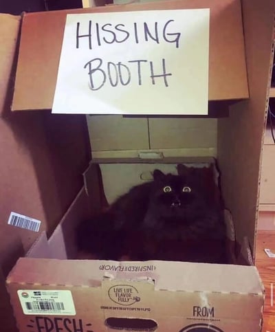 图片中展示了一个由纸箱改造而成的“嘶嘶亭”（HISSING BOOTH），顶部用白色纸张手写着这一标牌。纸箱内部，一只黑色猫咪正端坐其中，双眼圆睁，眼神警惕，仿佛随时会发出嘶嘶声，与“嘶嘶亭”的标牌形成幽默呼应。整个场景充满生活气息，猫咪的呆萌与标牌的正式感形成有趣反差，让人忍俊不禁。