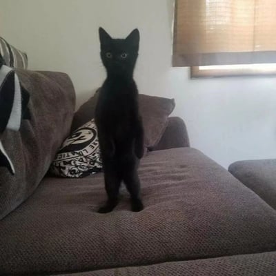 一只全身漆黑的小猫正用后腿直立站在棕色沙发上，身体挺拔，前爪自然下垂，圆圆的眼睛直视镜头，表情带着一丝好奇和呆萌。沙发上还放着一个带有骷髅头图案的黑白抱枕，背景中可以看到窗户和竹制百叶窗，整体场景是温馨的居家环境。