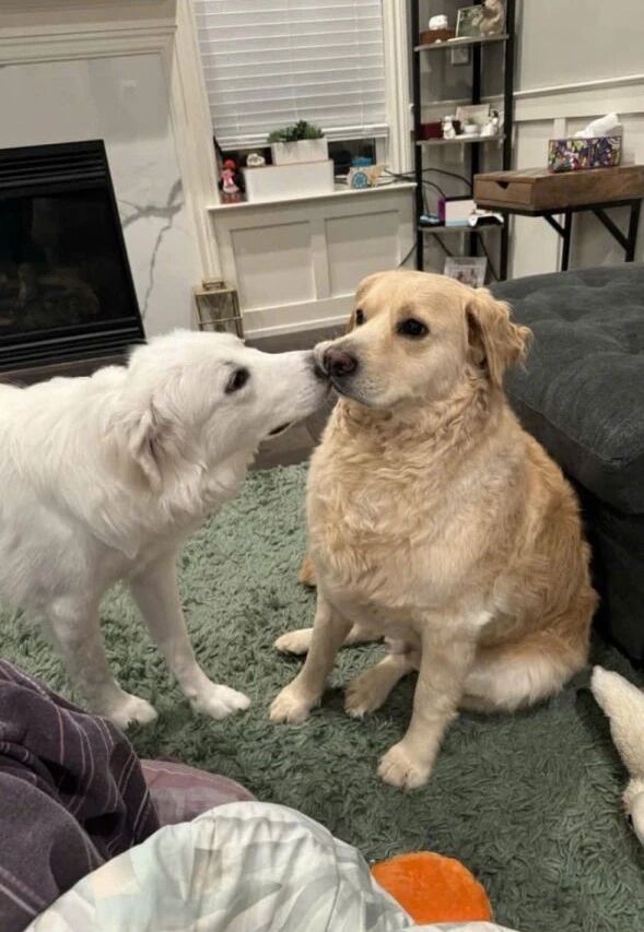 白色犬