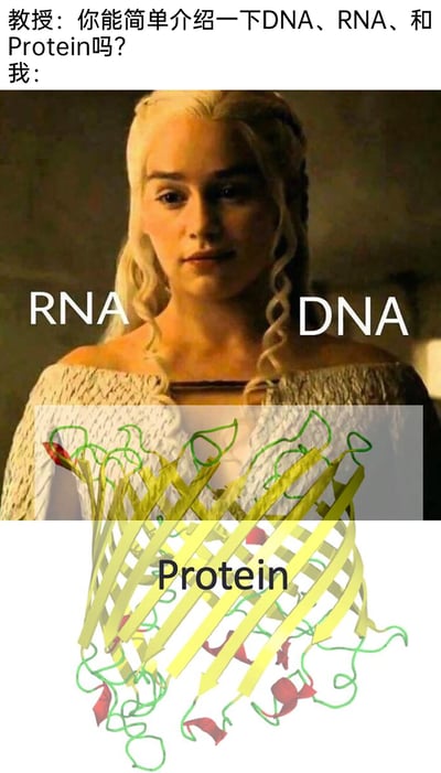 这是一张兼具趣味性与知识性的生物科普梗图，上方设置了教授提问的场景：“你能简单介绍一下DNA、RNA、和Protein吗？”，下方则用美剧《权力的游戏》中丹妮莉丝·坦格利安的剧照进行改编创作：将她的两条辫子分别标注为RNA和DNA，在人物身前叠加了蛋白质（Protein）的三维结构示意图，以此形象化地类比分子生物学的中心法则——DNA通过转录生成RNA，RNA再通过翻译合成蛋白质，用大众熟知的影视角色降低了专业知识的理解门槛，同时也带有学生群体调侃学习生物知识的趣味属性。