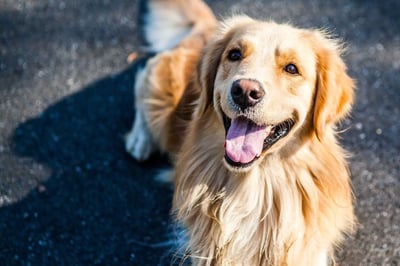 一只金毛犬在阳光下的黑色路面上，抬头望向镜头，嘴巴张开，舌头伸出，露出开心的表情。毛发呈现金黄色，蓬松柔软，眼神明亮有神，背景为模糊的深色地面，阳光照射下形成明显的阴影，整体氛围温暖治愈。