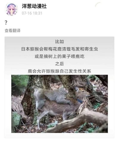 这张图片展示了一个社交媒体帖子，标题为'洋葱动漫社'，发布时间为07-16 18:31。帖子内容描述了日本猕猴和梅花鹿之间的特殊关系：日本猕猴会帮助梅花鹿清理毛发和寄生虫，或者摘树上的果子喂鹿吃，之后鹿会允许猕猴跟自己发生性关系。图片下方配有一张照片，显示一只猕猴骑在一只梅花鹿的背上，背景是森林环境。
