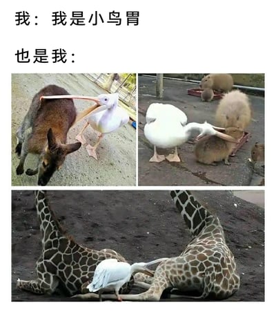 这是一张利用P图制造反差笑点的图文梗图，上方文字分为两部分，前半部分是“我：我是小鸟胃”，表达自己声称吃得很少，后半部分“也是我：”搭配三张经过修改的动物图片：第一张是鹈鹕的嘴被P成能套住袋鼠的身体，第二张是鹅的嘴套住了水豚，第三张是鹈鹕的嘴套住了长颈鹿的脖子，用这些夸张的画面来调侃自己嘴上说胃口小，实际胃口大得能装下“大东西”，用强烈的视觉反差和自我调侃的方式制造幽默效果，非常贴合当代年轻人嘴上节制实际贪吃的状态。